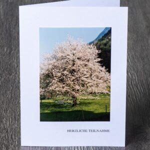 Messbundkarte 1 «Kirschbaum»