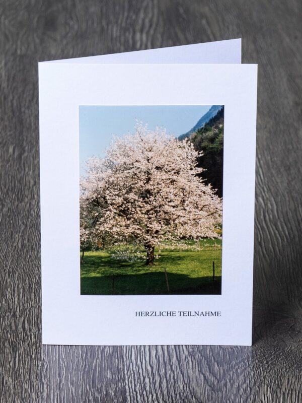 Messbundkarte 1 «Kirschbaum»